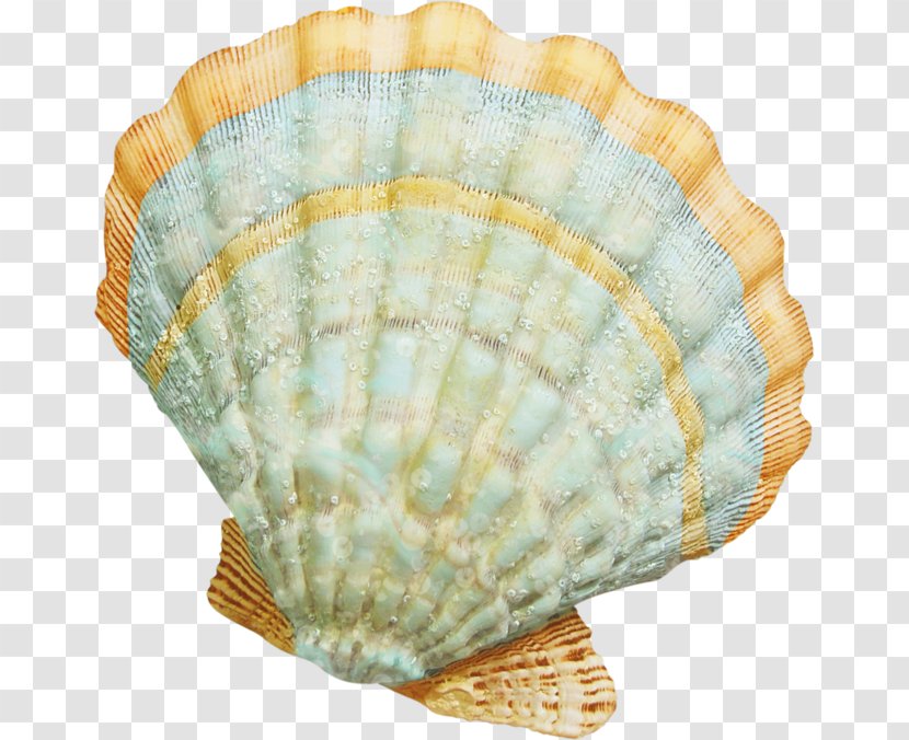 Seashell Marine Clip Art - Scallop - Shell Transparent PNG