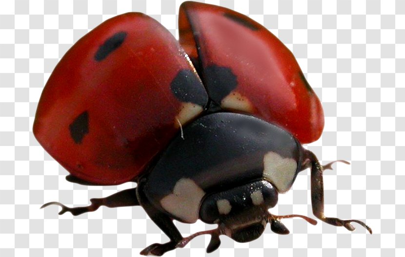 Ladybird Beetle Rhinoceros Beetles Seven-spot - Scarabs Transparent PNG