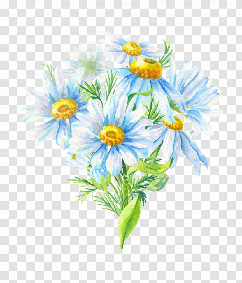 Chrysanthemum Oxeye Daisy Family Roman Chamomile Cut Flowers Transparent PNG