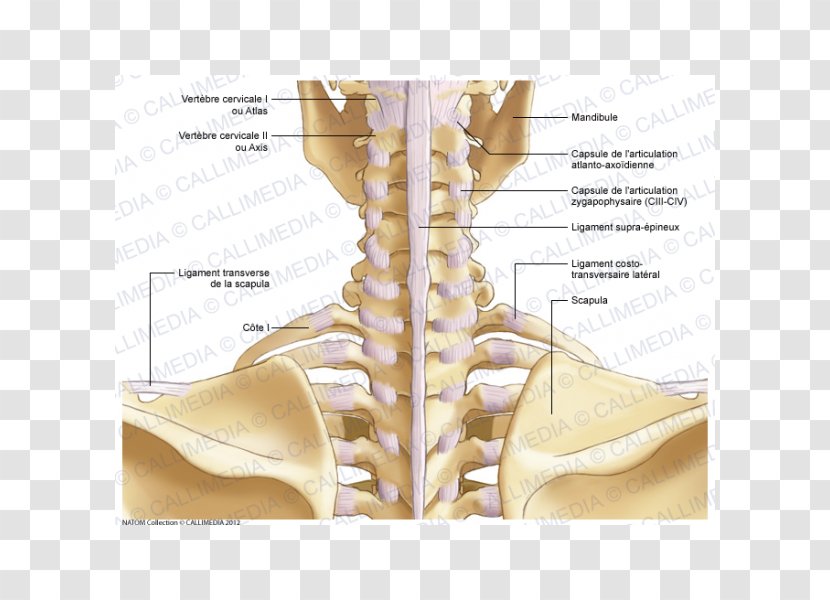 Shoulder Bone Neck Atlanto-occipital Joint - Flower - Cervical Vertebra Atlas Transparent PNG