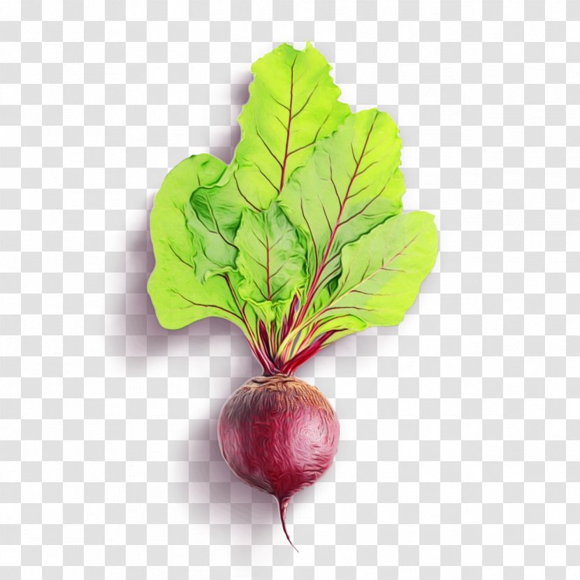 Spring Background - Turnip - Arugula Root Vegetable Transparent PNG
