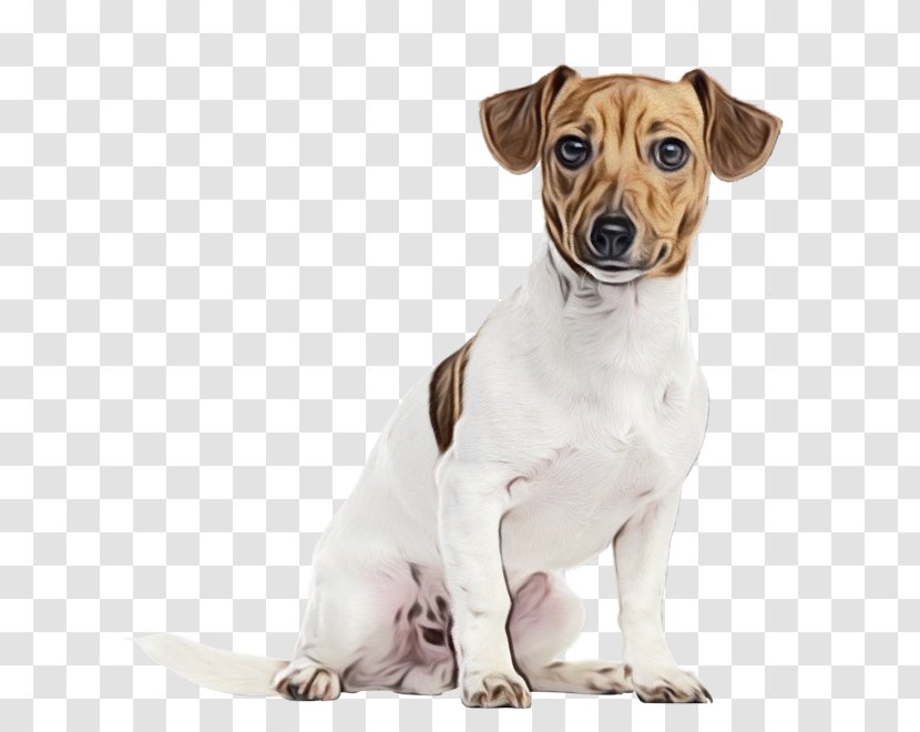Rat Cartoon - Miniature Fox Terrier - Irishjacks Rare Breed Dog Transparent PNG
