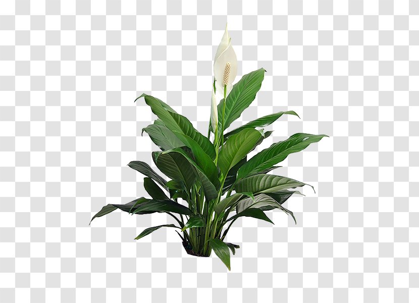 Spathiphyllum Wallisii Houseplant Guzmania Indoor Plants - Plant Transparent PNG