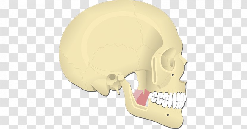 Nose Hearing Jaw - Bone Transparent PNG