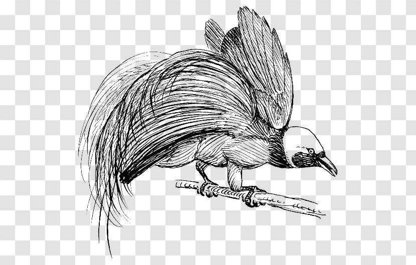 Bird-of-paradise New Guinea Bird Of Prey Clip Art - Drawing Transparent PNG