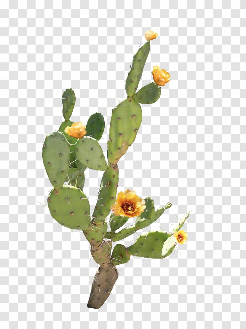 Flower Barbary Fig Cactaceae - Plant - Open Yellow Cactus Transparent PNG