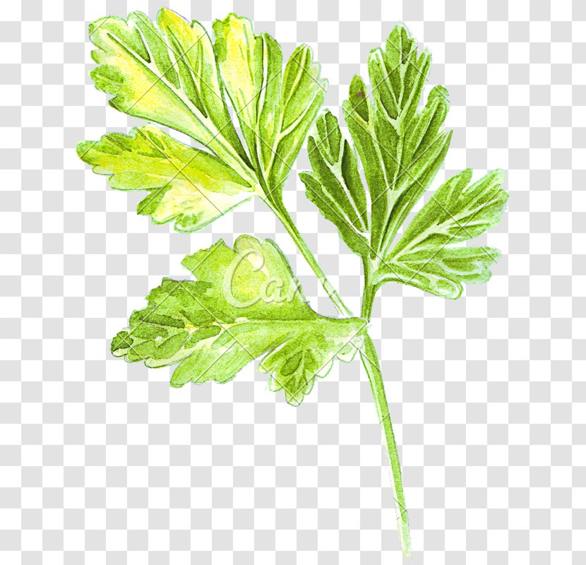 Parsley Drawing Coriander Illustration Watercolor Painting - Plant Stem Transparent PNG