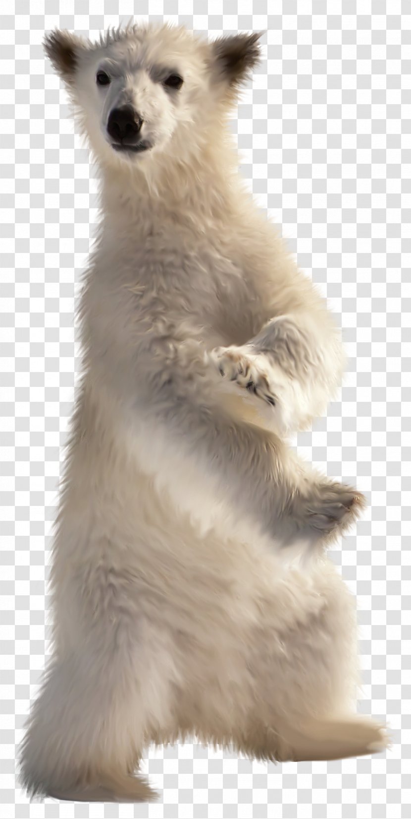 Baby Polar Bear American Black Desktop Wallpaper Transparent PNG