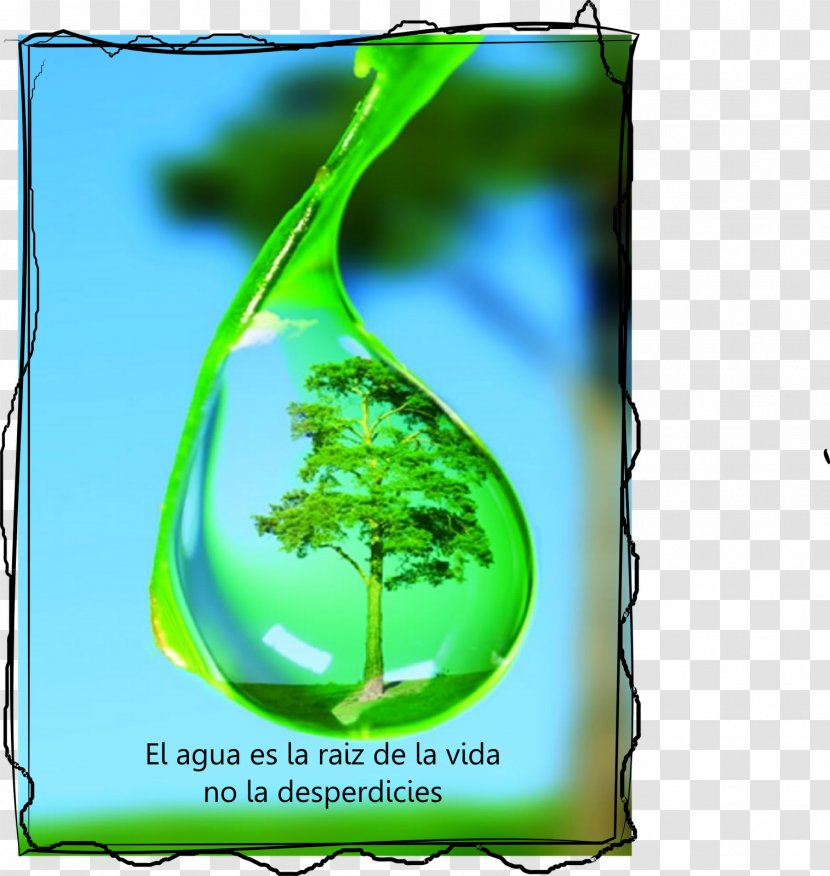 Drew Drop And The Water Cycle Tree Dew - Plant Stem Transparent PNG