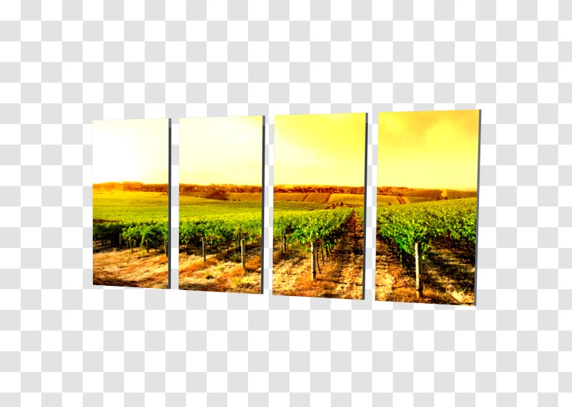 Modern Art Common Grape Vine Picture Frames Rectangle - Flower Transparent PNG