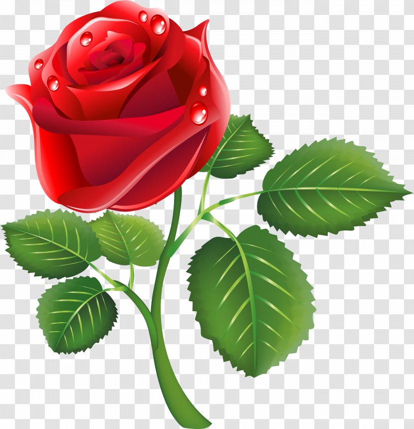 Image Garden Roses Clip Art Flower - Rose - Red Transparent PNG