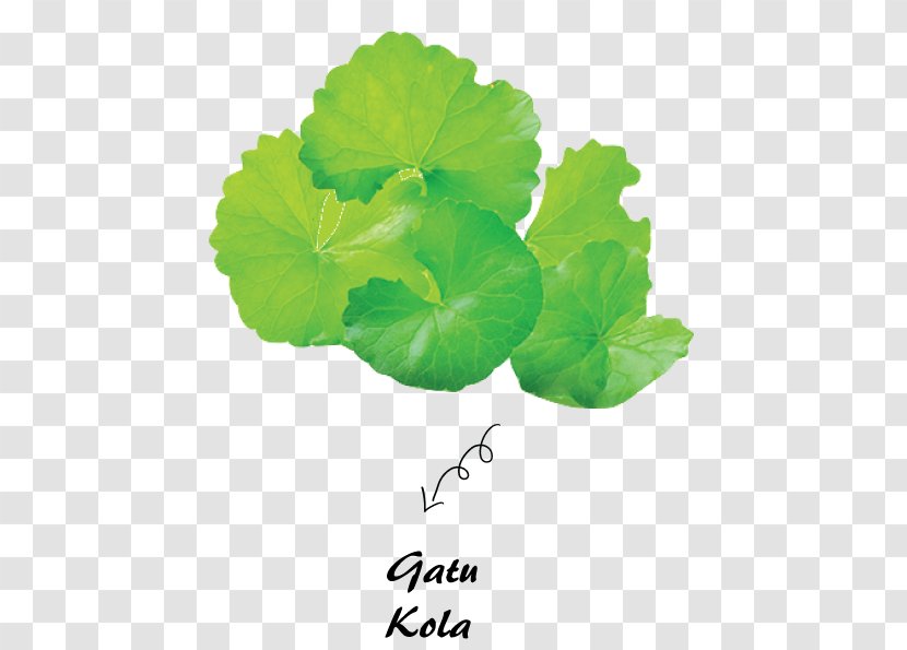 Centella Asiatica Stock Photography Herb Waterhyssop Image - Petal - Green Transparent PNG