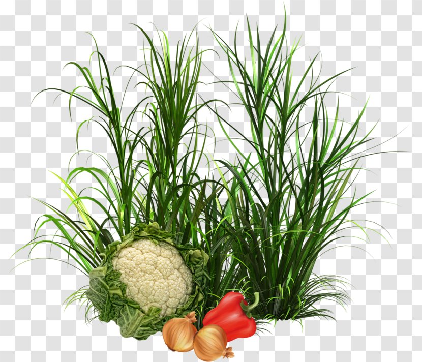 Herb Vegetable Food Drawing Image - Fruit Transparent PNG