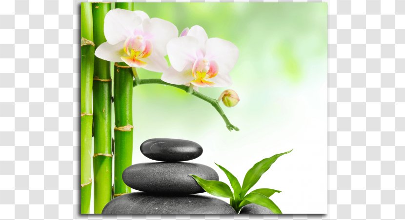 Day Spa Desktop Wallpaper Stone Massage - Floral Design - Floristry Transparent PNG