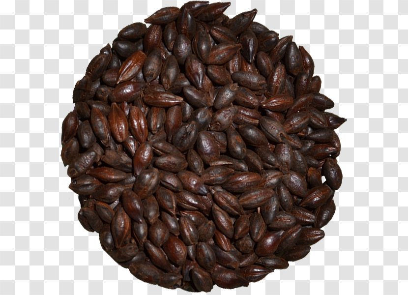 Coffee Bean Dry Roasting Commodity Shin-Kiba Station - Nut - Beer Brewing Grains Malts Transparent PNG