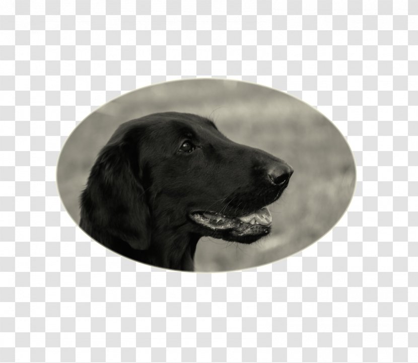Labrador Retriever Flat-Coated Puppy Dog Breed Collar Transparent PNG