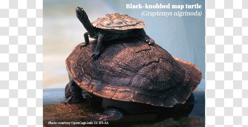 Box Turtles Horses Black-knobbed Map Turtle Japanese Pond - Reptile Transparent PNG