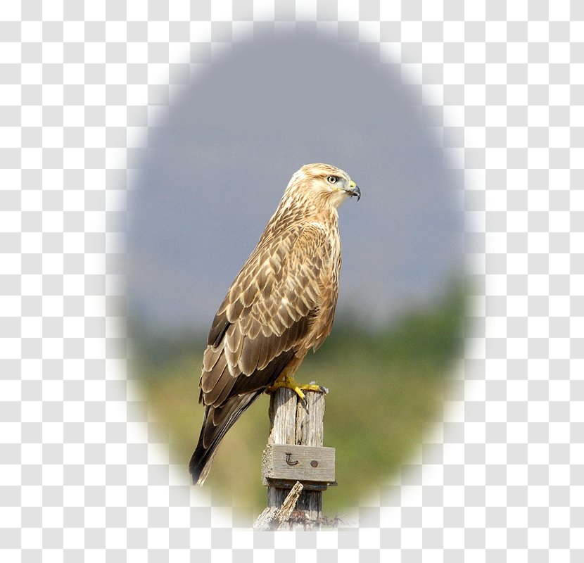 Hawk Buzzard Bird Eagle Gandoman Pond - Roughlegged Transparent PNG