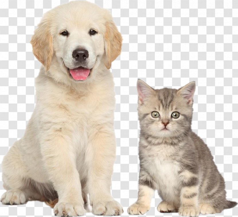 Dog Food Cat Pet - Small To Medium Sized Cats Transparent PNG
