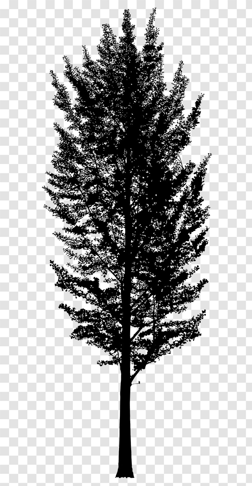 As You Like It Black & White - Temperate Broadleaf And Mixed Forest - M The Bonstelle TheatreTheatre Dance At Wayne Christmas Tree Larch Transparent PNG