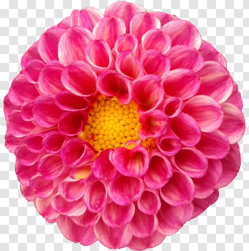 Dahlia Flower Seed Daisy Family - Flowering Plant Transparent PNG