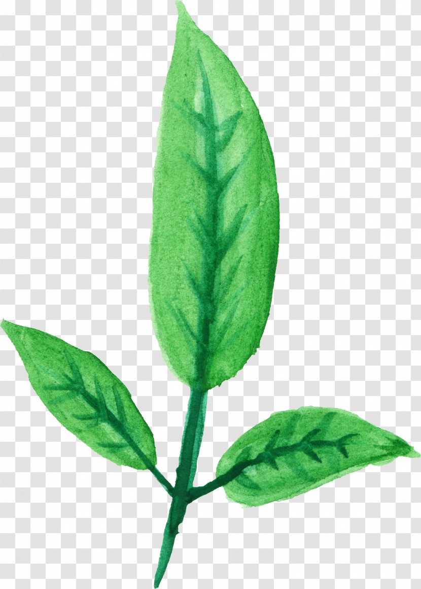 Leaf Flower Plant Flowering Coca Transparent PNG