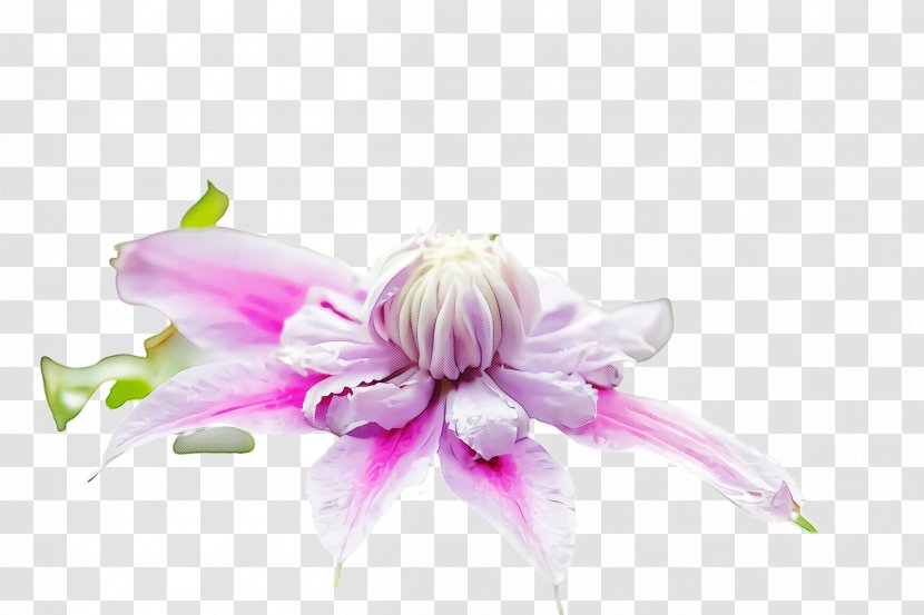 Flower Pink Petal Plant Violet - Cut Flowers - Wildflower Transparent PNG