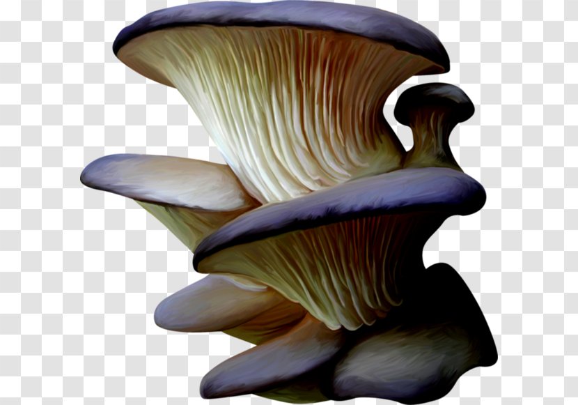 Pleurotus Eryngii Mushroom Organism Transparent PNG