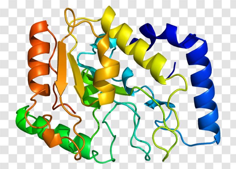 Uracil-DNA Glycosylase Base Excision Repair - Heart - Thymidine Transparent PNG