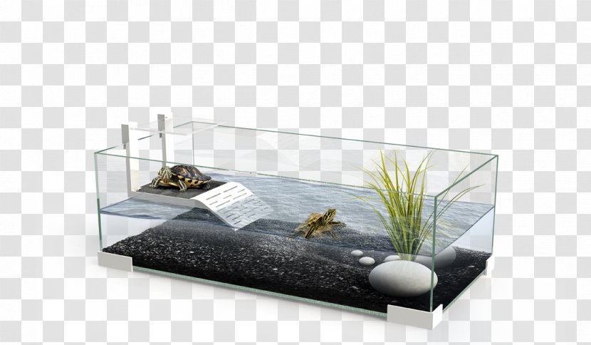 Turtle Reptile Aquarium Terrarium Terrapin - Rack Transparent PNG