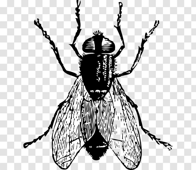 Clip Art Insect Openclipart Free Content Fly - Fictional Character Transparent PNG