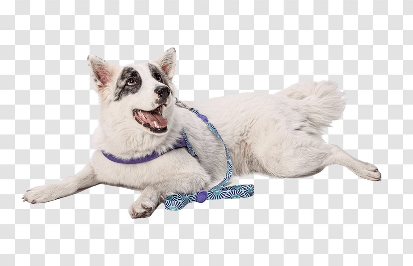 Whiskers Leash White Shepherd Cat Dog Harness Transparent PNG