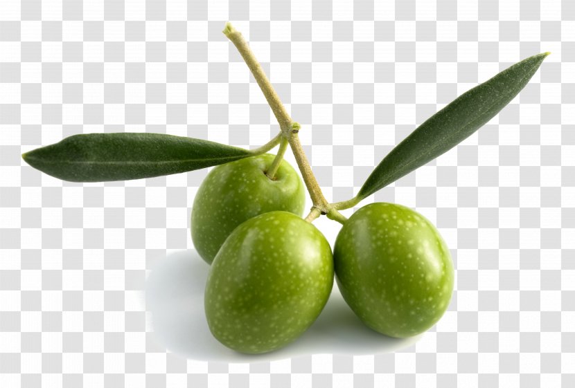 Olive Oil Leaf Fruit - Coconut Transparent PNG