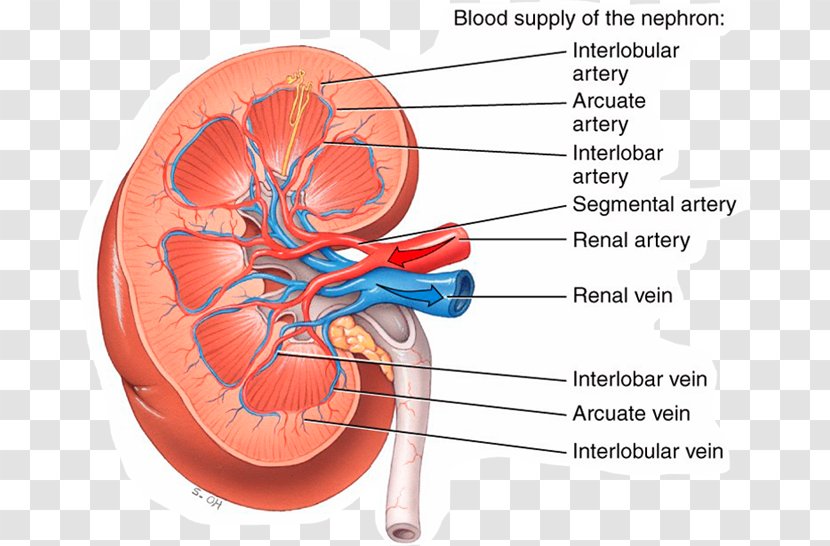 Principles Of Anatomy And Physiology Kidney Renal Artery Human Body - Watercolor - Heart Transparent PNG
