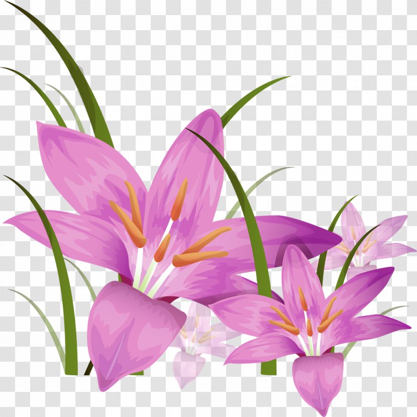 Stock Photography Desktop Wallpaper Clip Art - Drawing - Gladiolus Transparent PNG