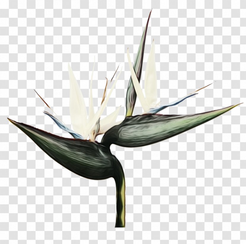 Bird Of Paradise - Heliconia Perennial Plant Transparent PNG