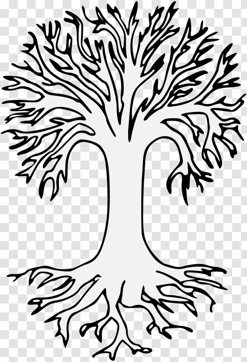 Branch Tree Root Oak Image - Plants Transparent PNG