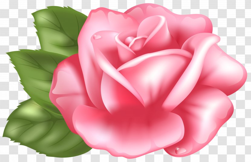 Rose Pink Clip Art - Camellia - Transparent Image Transparent PNG
