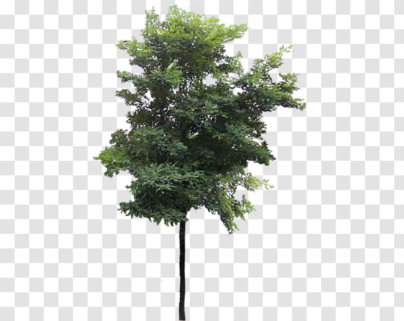 Tree Cercis Siliquastrum - Branch Transparent PNG