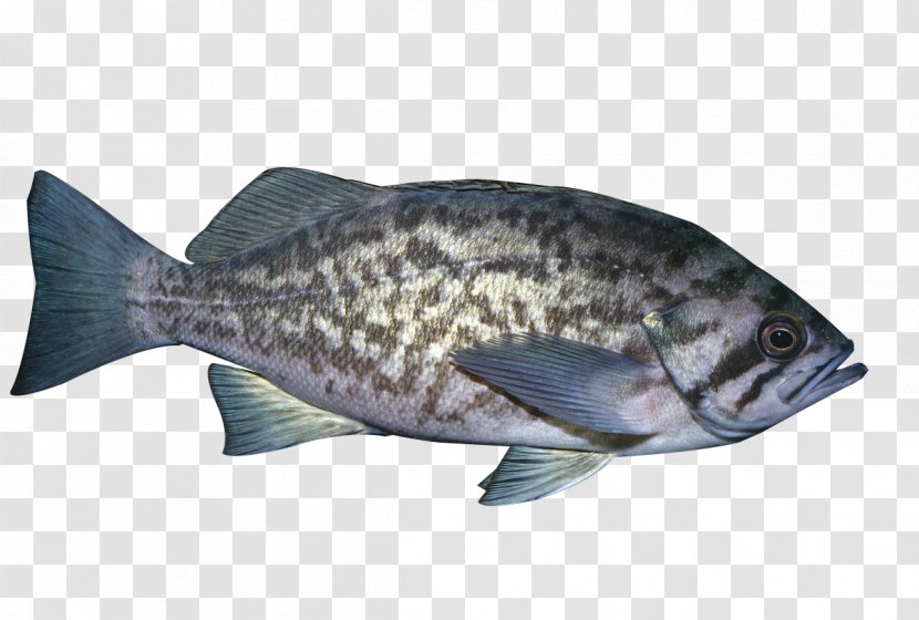 Tilapia Fish Products Seafood - Black Spotted Transparent PNG