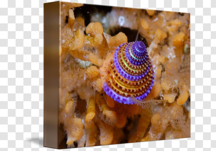 Calliostoma Annulatum Invertebrate Snail Yellow Purple - Biology - Watercolor Transparent PNG