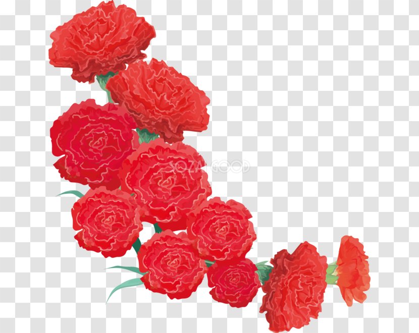 Carnation Garden Roses Cut Flowers - Floral Design - Carnations Vector Transparent PNG