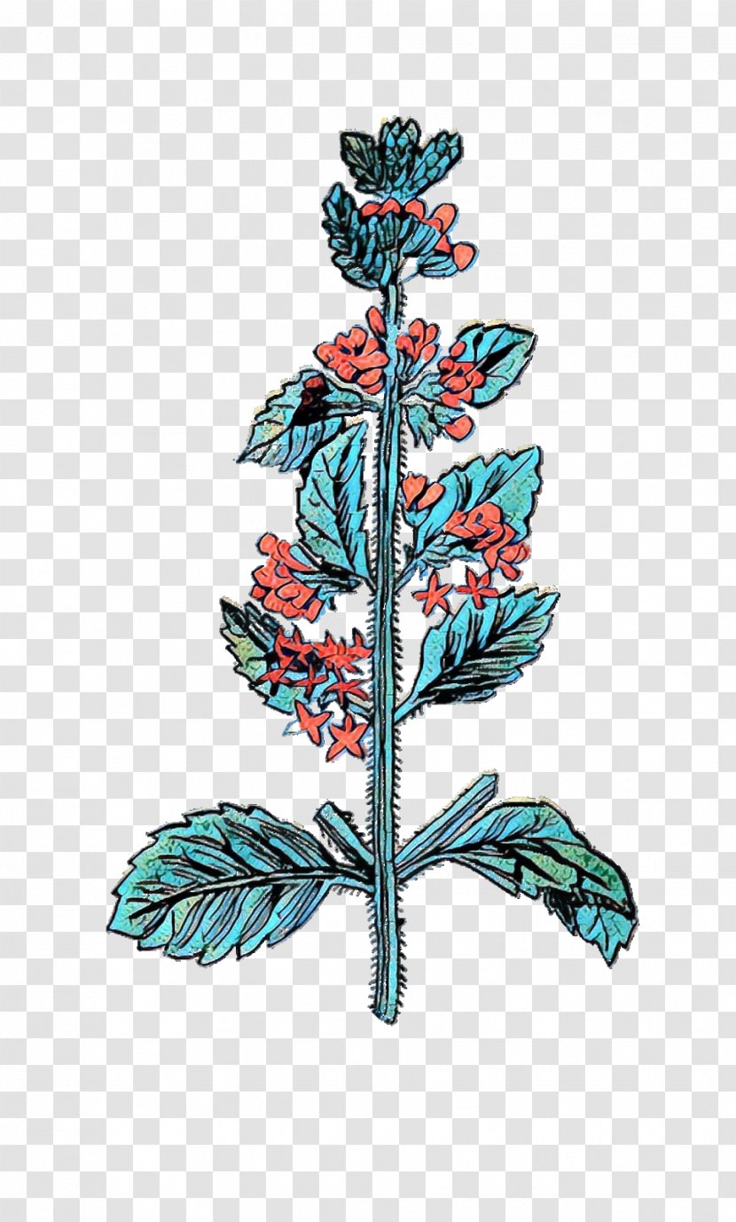 Clip Art Image Medieval Herb, Plant And Flower Illustrations - Branch Transparent PNG