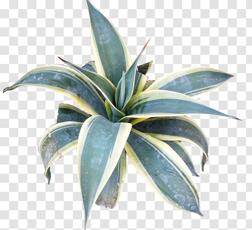 Agave Azul Flowerpot Leaf Transparent PNG