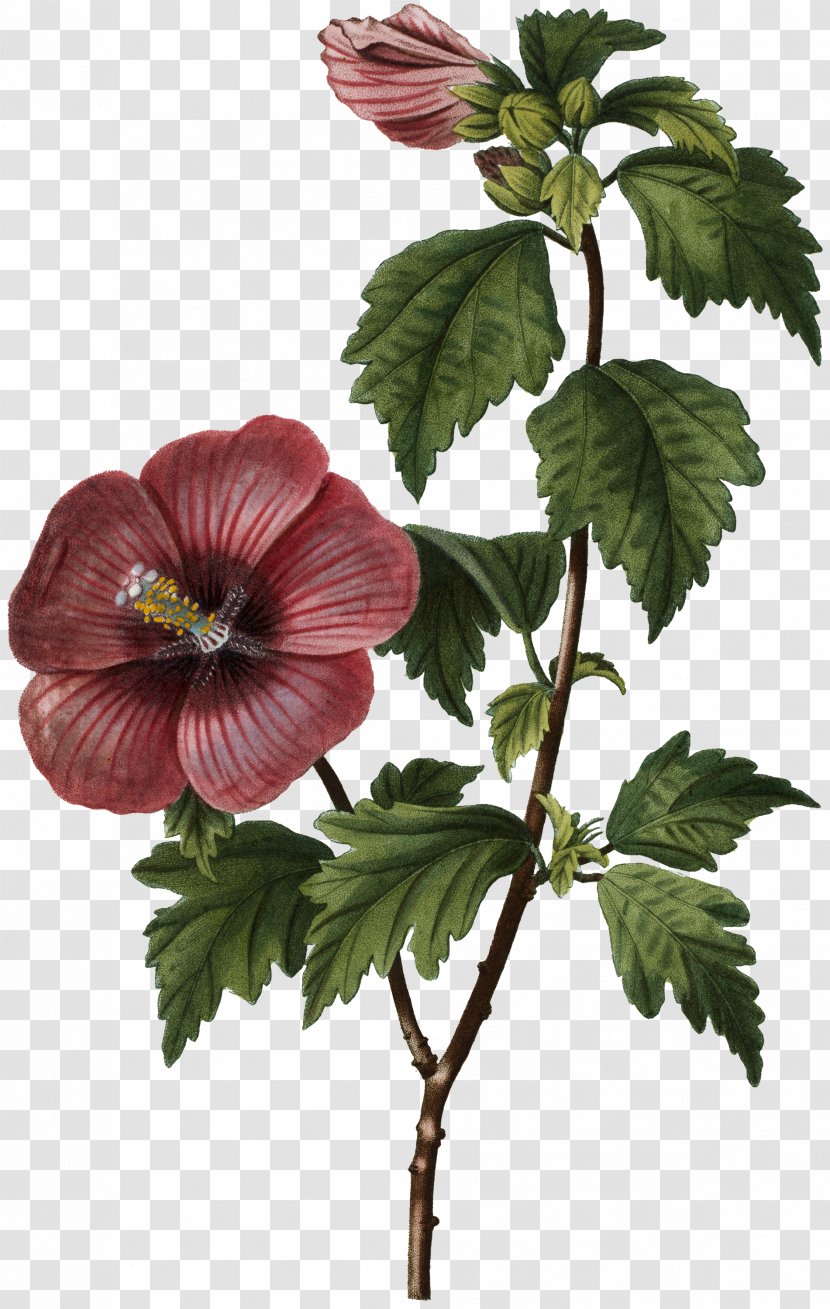 Family Tree Background - Mallows - Perennial Plant Chinese Hibiscus Transparent PNG