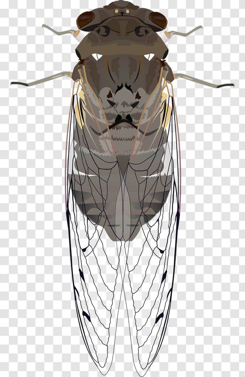 Cicadoidea Insect Clip Art - True Bugs - Cicada Transparent PNG