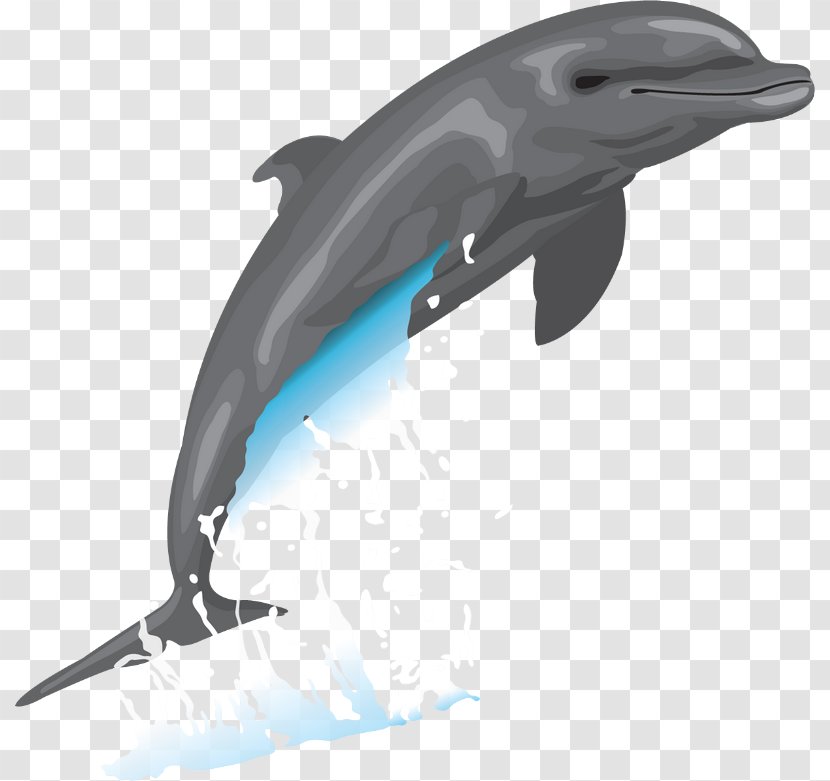 Common Bottlenose Dolphin Clip Art Transparent PNG