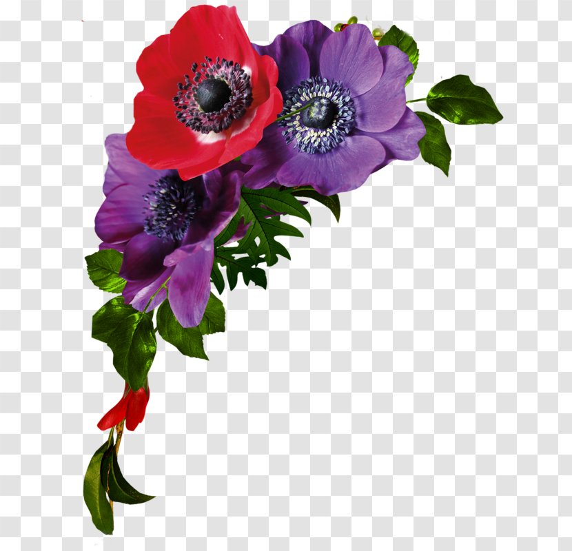 Floral Design Flower Clip Art - Plant Transparent PNG