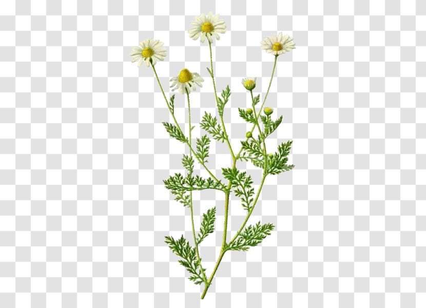 Roman Chamomile Plant Herbal Distillate Herbalism Flower - Cut Flowers - Romaine Transparent PNG