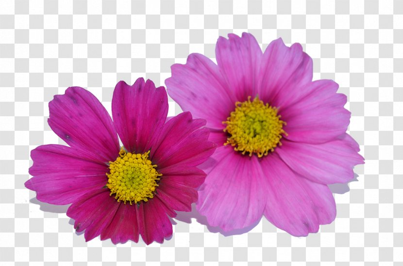 Cosmos Bipinnatus Cut Flowers Annual Plant Daisy Family - Flowering - Herbes Transparent PNG